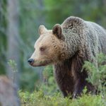 Dags att räkna björnskit! I Jämtland och Västernorrland genomförs i höst spillningsinventering, den första på ett decennium i dessa län. Foto: Kjell-Erik Moseid