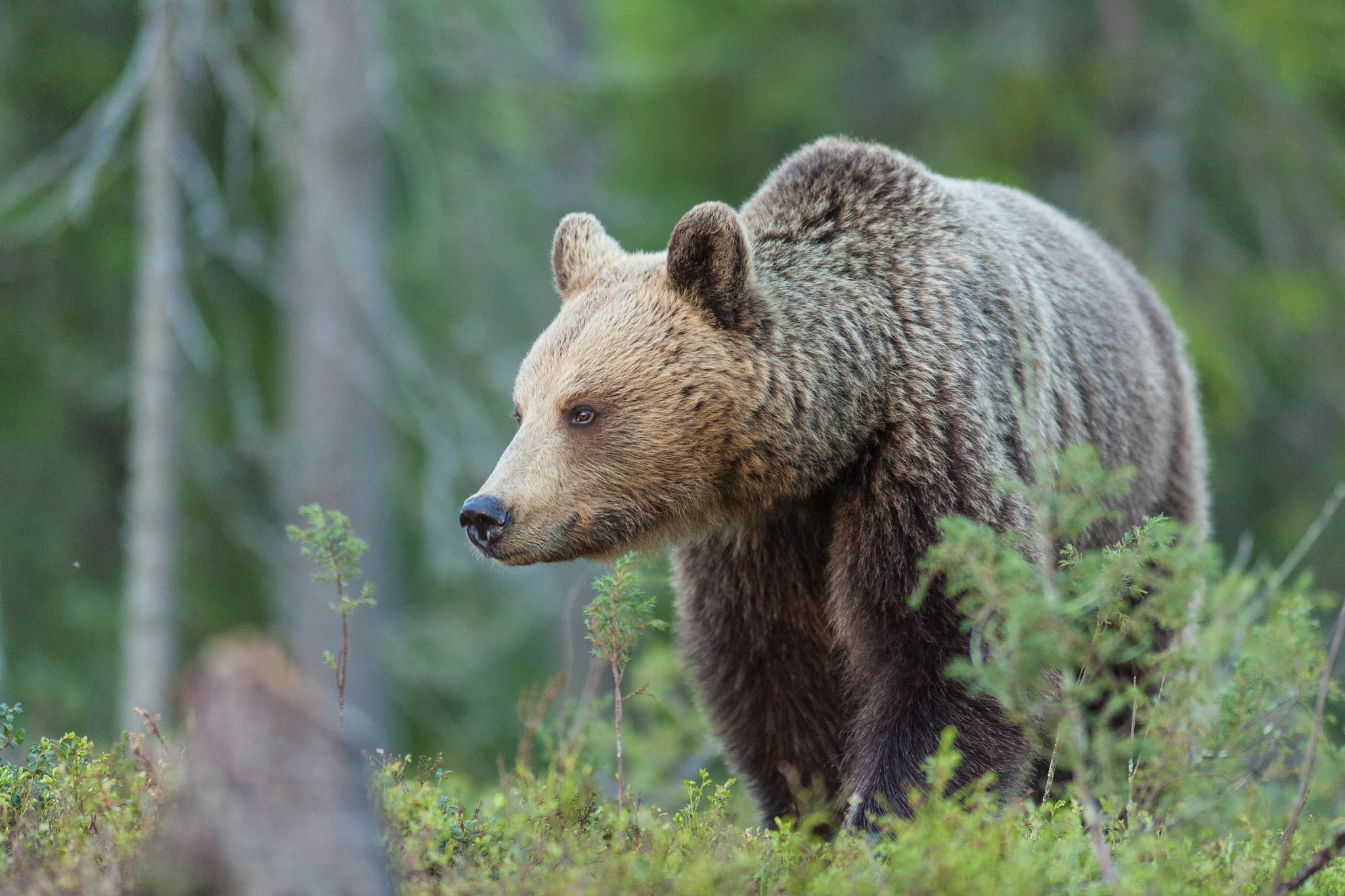 Dags att räkna björnskit! I Jämtland och Västernorrland genomförs i höst spillningsinventering, den första på ett decennium i dessa län. Foto: Kjell-Erik Moseid