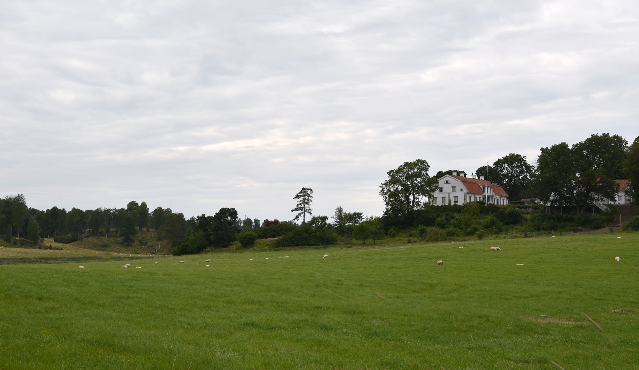 Molstaberg gård har drabbats av tre vargattacker på får sedan midsommar. Foto: Martin Källberg