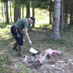 Länsstyrelsens besiktningsman Gillis Persson vid en av de slagna kalvarna. Foto: Privat
