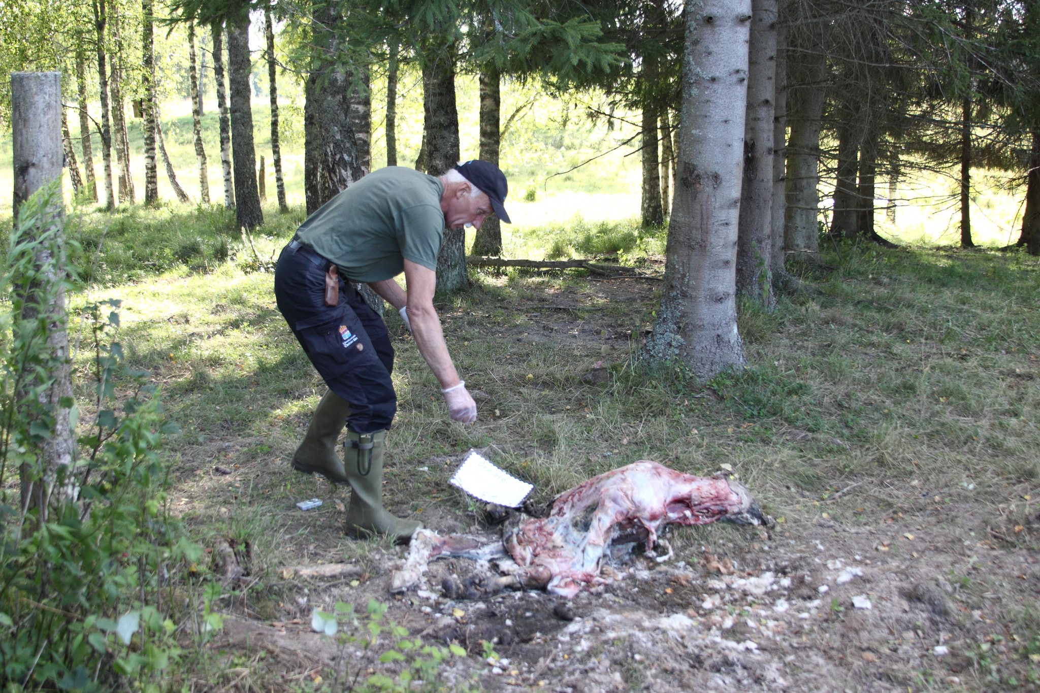 Länsstyrelsens besiktningsman Gillis Persson vid en av de slagna kalvarna. Foto: Privat