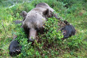 På fredag den 21 augusti börjar björnjakten. Du kan följa den på SVA:s webbplats. Foto: Olle Olsson