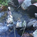 En talande bild från första björnjaktdagen 2015. Klockan elva på förmiddagen var det över 25 grader varmt i norra Jämtland och absolut inte aktuellt att släppa några hundar. Foto: Fredrik Myhr