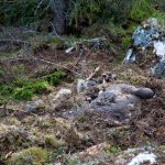Det är fortsatt oklart hur mycket pengar som går förlorade i till exempel arrendepriser och viltkött på grund av rovdjur. På bilden en björndödad älg. Foto: Olle Olsson