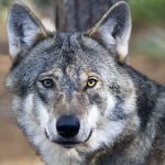 ”Min ungdoms längtan efter varg är som förbytt”, skriver Naturskyddsföreningens ordförande i Södra Sörmland, Mikael Gemsiö, i en debattartikel. Foto i hägn: Olle Olsson