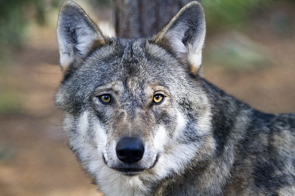 ”Min ungdoms längtan efter varg är som förbytt”, skriver Naturskyddsföreningens ordförande i Södra Sörmland, Mikael Gemsiö, i en debattartikel. Foto i hägn: Olle Olsson