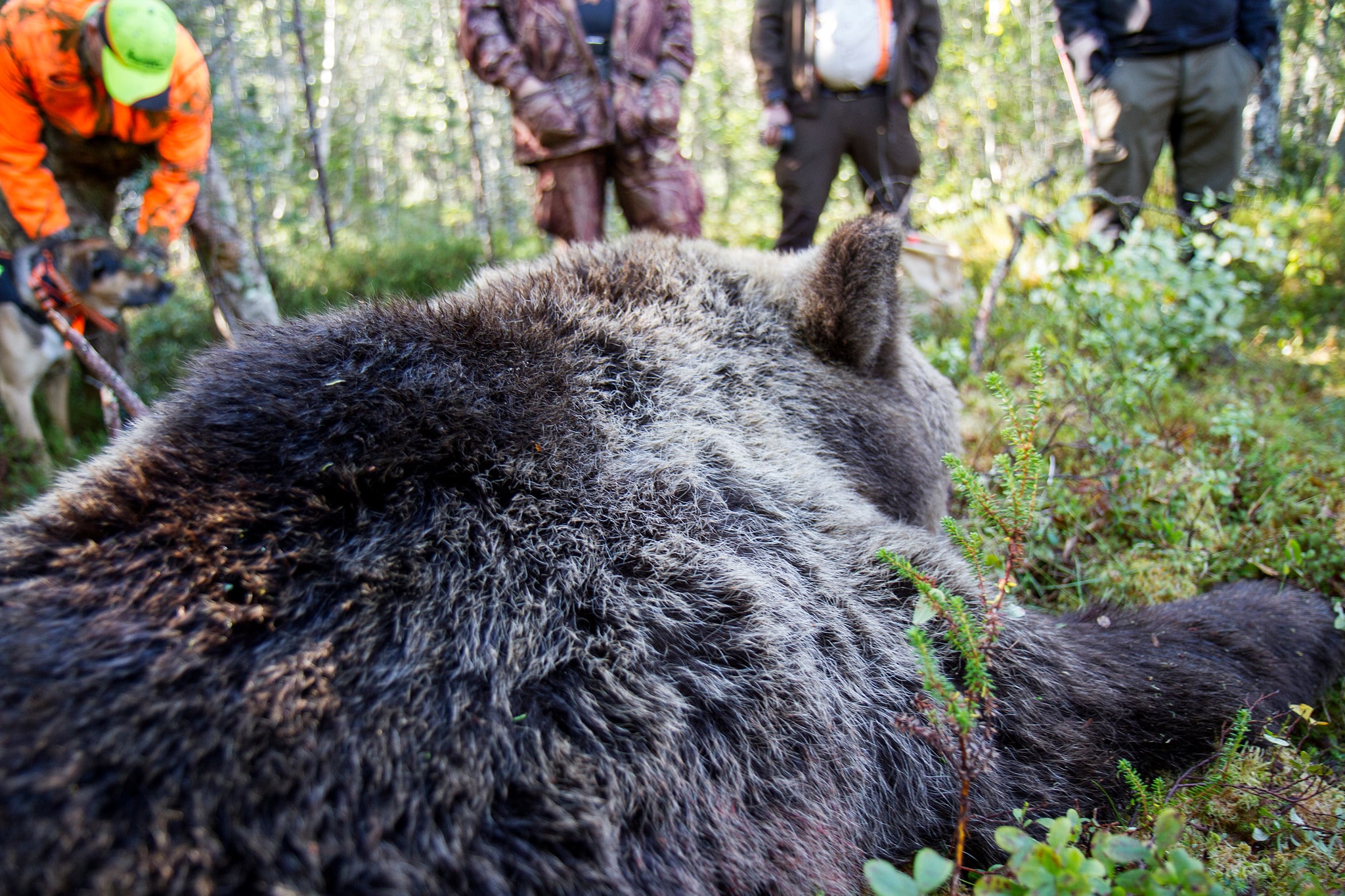 Björnjakten i Västerbotten är över. I lördags morse fälldes två björnar i snabb följd vilket resulterade i en överskjutning av årets tilldelning med en björn. Foto: Olle Olsson