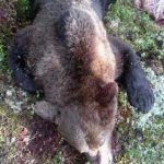 Det här är björnen som höll på att kosta Bosse Hedin livet. Foto: Privat