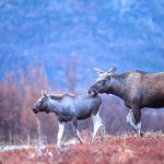 Foto: Kjell-Erik Moseid