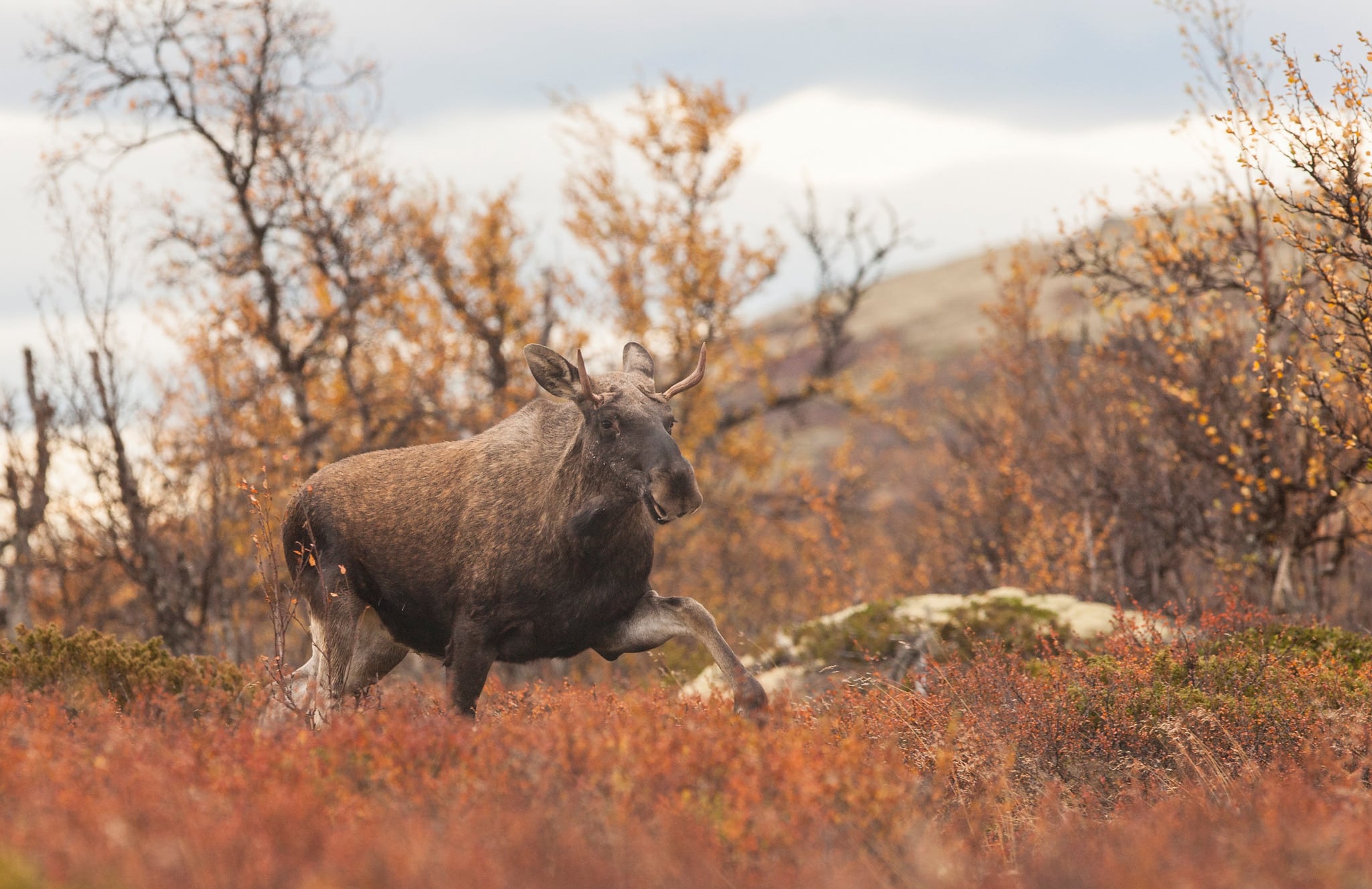 Foto: Kjell-Erik Moseid
