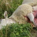 Ett av alla de får som dödats av varg vid Molstabergs gård. Foto: Maria Törmänen