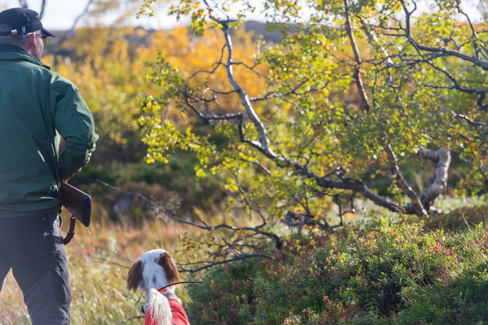 Renskötare i Jokkmokk kräver att utländska jägare får mer information om renskötseln. Foto: Kjell-Erik Moseid