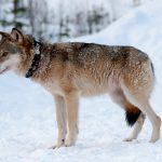 Vargarna som visas på Vargwebben har sändare runt halsen. Men ingen av de sändare som idag sitter på vargarna fungerar som de ska. Foto: Olle Olsson