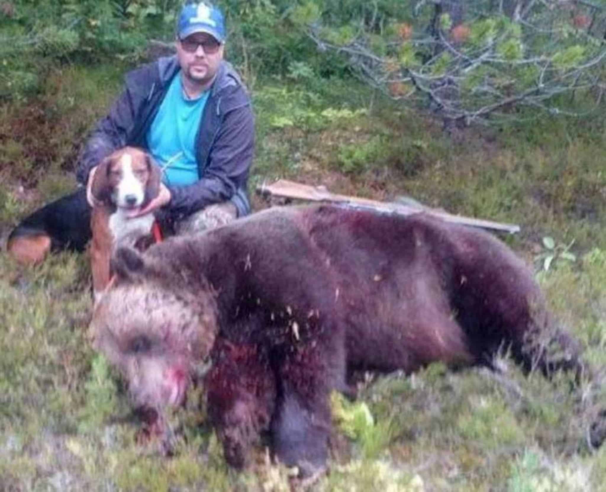 Med sina 305,4 kilo är björnhannen som jägaren Andreas Lindgren fällde i skogarna söder om Fränsta den största som fällts i år. Foto: Privat