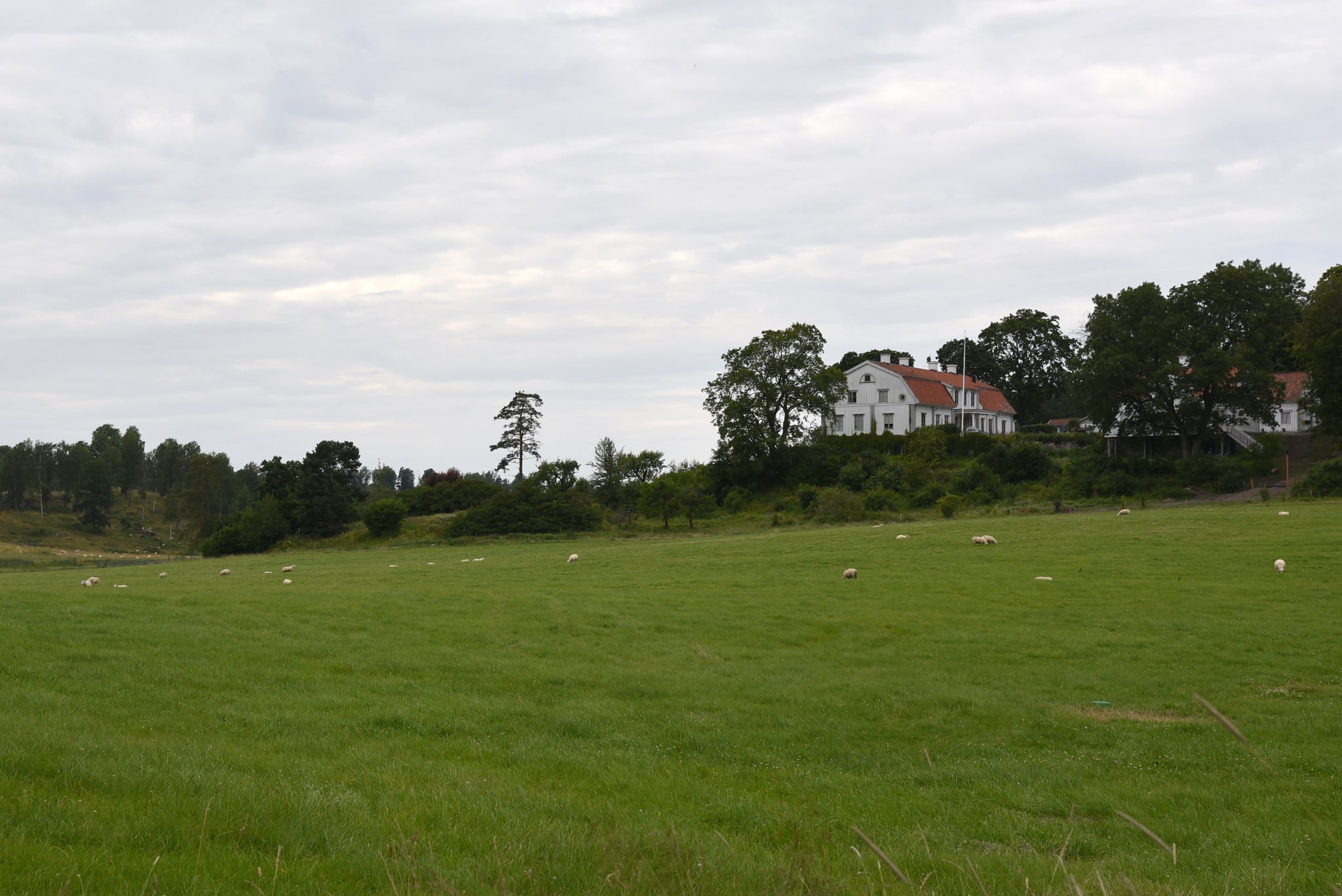 Molstabergs gård är hårdast drabbad i landet av varg. Foto: Martin Källberg