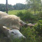 Fem vargattacker på får har hittills skett på hårt drabbade Molstabergs gård. Arkivbild: Maria Törmänen