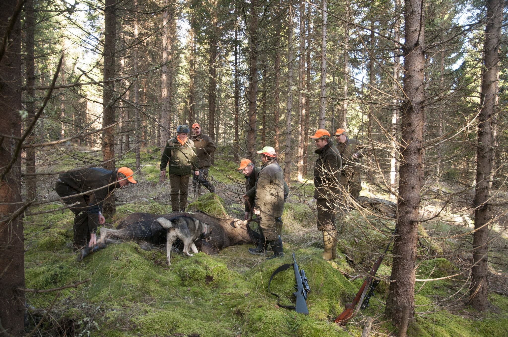 Att jägare och markägare samverkar inom älgskötselområden är en hörnsten i älgförvaltningen. Foto: Jan Henricson