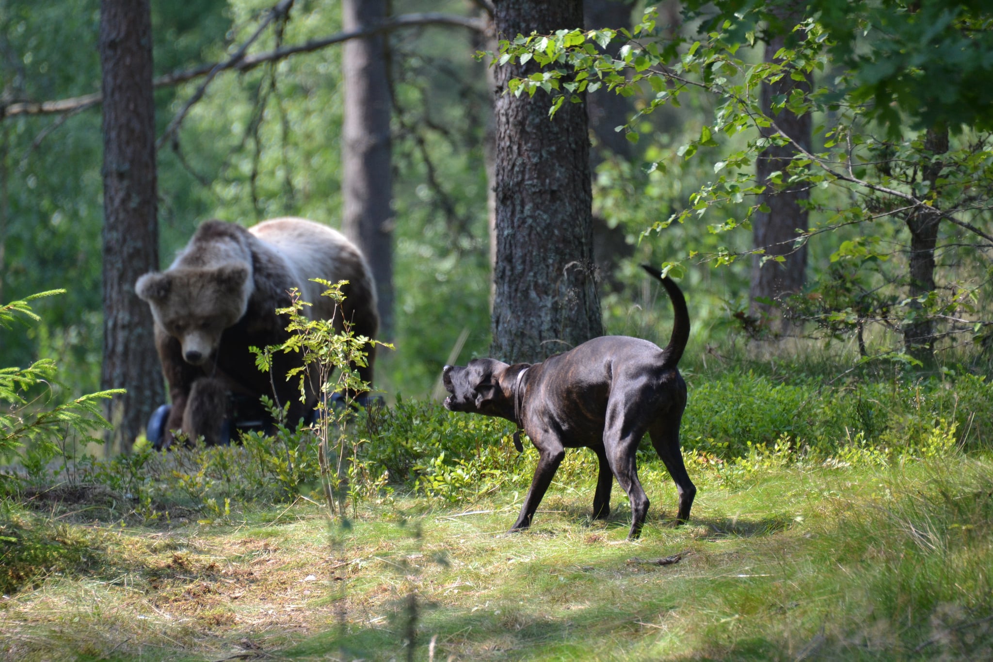 Det finns möjlighet att testa sin hund på bland annat permobilbjörn under mässdagen. Foto: Annette Petersson