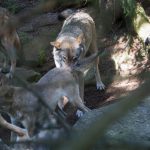 Nygammal kunskap. Att vargar vandrar in i Sverige från Finland och Ryssland är långt mycket viktigare för att minska inaveln bland vargarna än det totala antalet vargar. Det slås fast i en ny rapport till Naturvårdsverket. Foto i hägn: Olle Olsson: