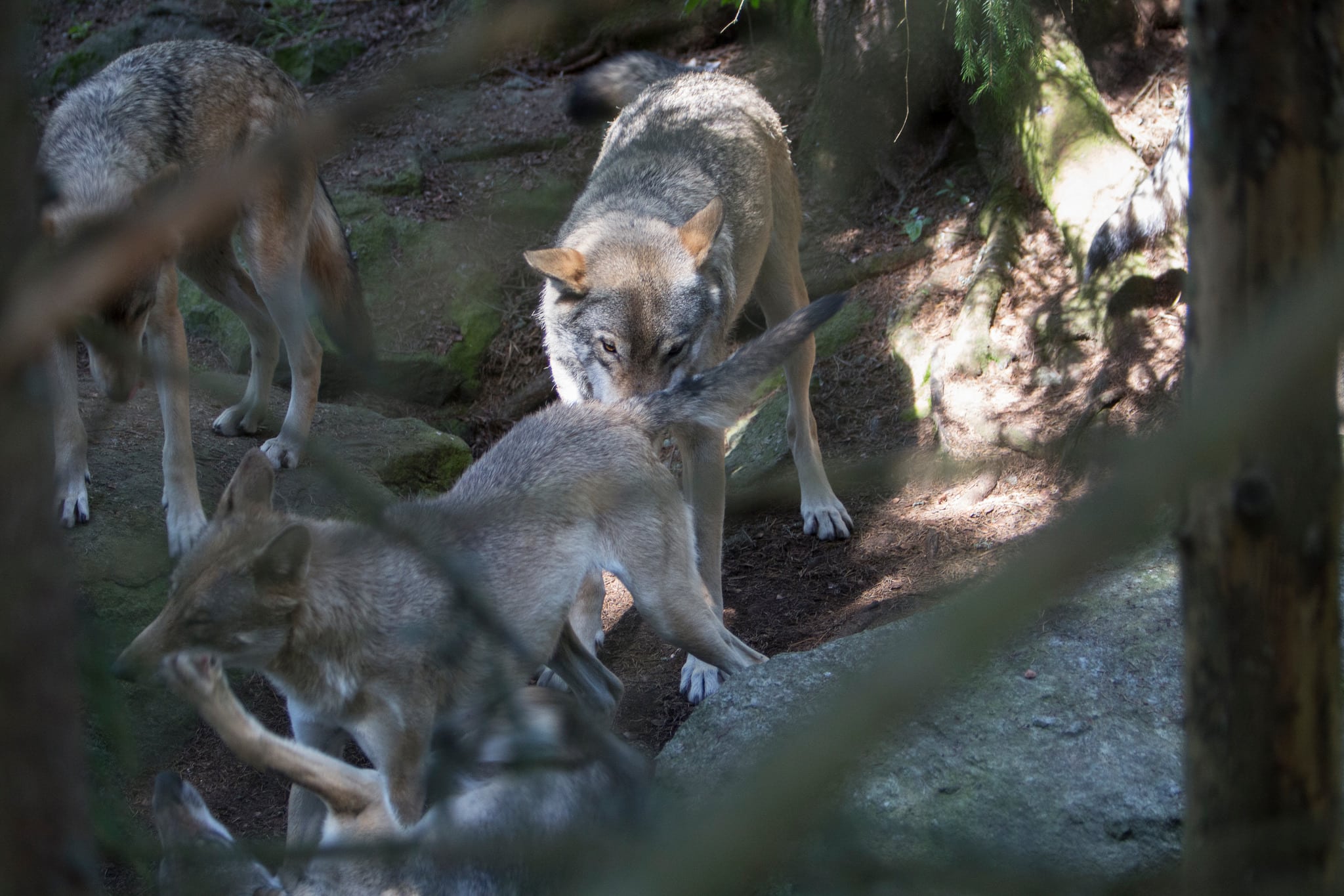 Nygammal kunskap. Att vargar vandrar in i Sverige från Finland och Ryssland är långt mycket viktigare för att minska inaveln bland vargarna än det totala antalet vargar. Det slås fast i en ny rapport till Naturvårdsverket. Foto i hägn: Olle Olsson: