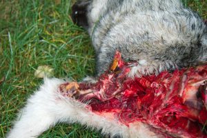 Vargdödad gråhund. Foto: Olle Olsson