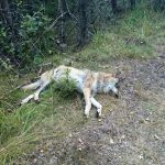 Den varg som hittades död utanför Tobyn i Värmland dog efter att ha fått en grankvist i lungan. Foto: Privat