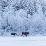 Länsstyrelsen i Västra Götaland fick bakläxa av Naturvårdsverket när man beslutade att vuxna älgar inte skulle få jagas i januari och februari. Foto: Kjell-Erik Moseid