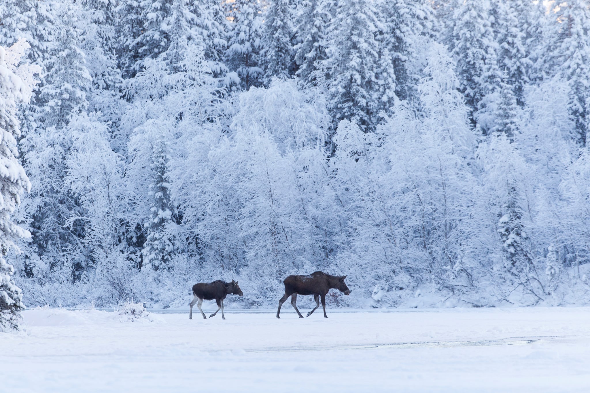 Länsstyrelsen i Västra Götaland fick bakläxa av Naturvårdsverket när man beslutade att vuxna älgar inte skulle få jagas i januari och februari. Foto: Kjell-Erik Moseid