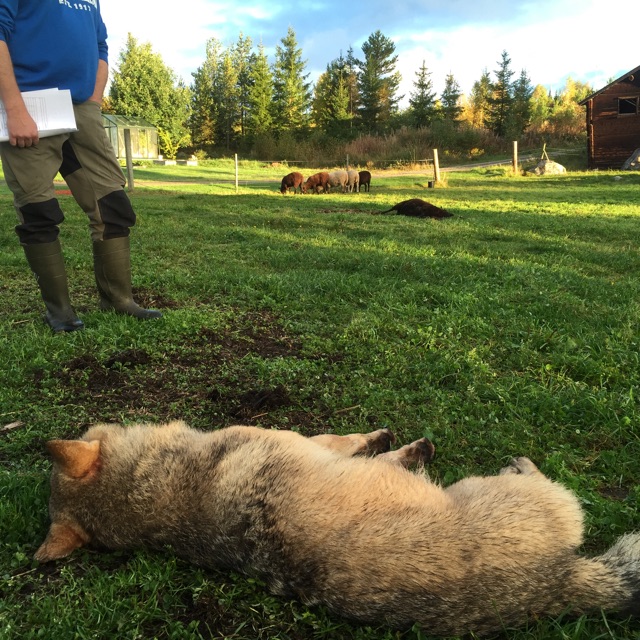 En varghane sköts i en fårhage natten till söndagen.