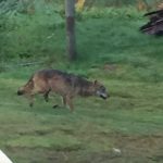 En riktig överlevare. Många trodde att den trebenta vargen, den så kallade Ålarydsvargen, gick en säker död till mötes när de fick se bilder och filmer av det svårt skadade benet i våras. Men nu har vargen visat sig igen, inte långt från byn där den fått sitt namn, väster om Skillingaryd. Foto: Christoffer Carlsson