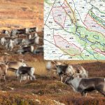 Ripjägare är upprörda över att länsstyrelsen i Norrbotten med kort varsel avlyser jaktområden på grund av renskötsel. Foto: Kjell-Erik Moseid