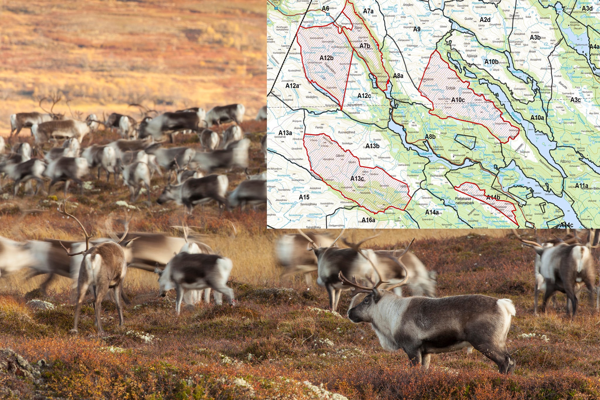 Ripjägare är upprörda över att länsstyrelsen i Norrbotten med kort varsel avlyser jaktområden på grund av renskötsel. Foto: Kjell-Erik Moseid