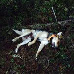 En blandrashund dödades av varg på tisdagskvällen. Foto: Privat