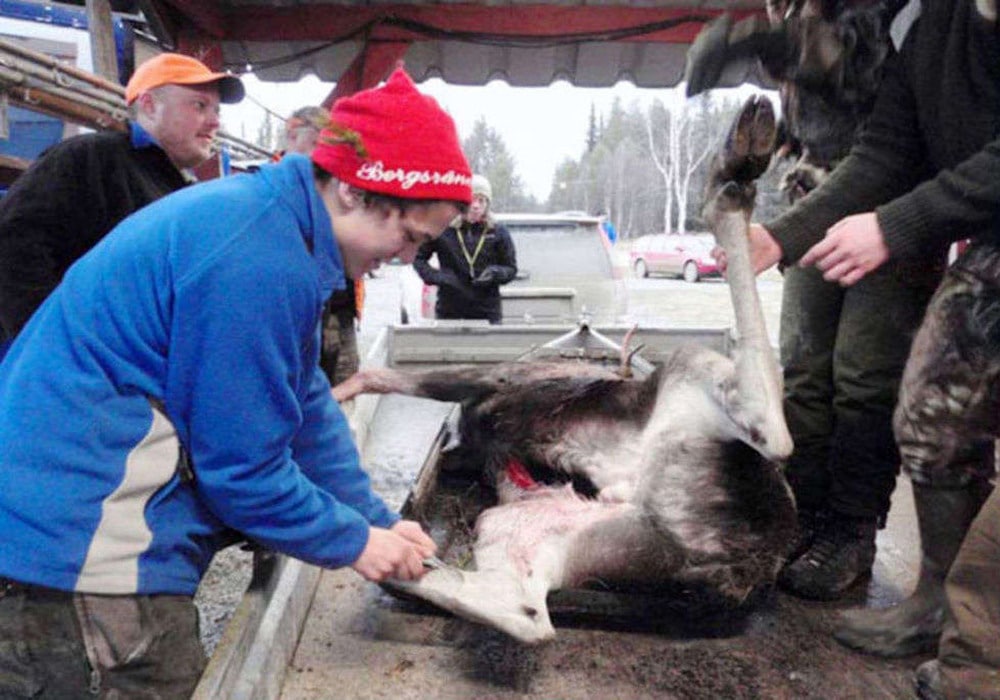 Lukas Hansson tar hand om älgen han sköt nyss under en utbildningsjakt på Jägareförbundet Bergs marker.  Till vänster i keps syns Niklas Öst, styrelseledamot och skytteansvarig i jaktvårdskretsen. Foto: Privat