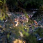 Hundägaren kastade ett koppel mot lodjuret, men först när hon fräste som en katt drog sig lodjuret tillbaka in mot skogen. Arkivfoto: Olle Olsson