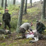 Det finns i dagsläget ingen anledning att hantera älgkött på något annat sätt än tidigare, enligt SVA. Foto: Jan Henricson