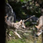 Enligt länsstyrelsen i Gävleborg har antalet vargar fördubblats i länet sedan mätningar gjordes 2013-2014. Arkivbild: Olle Olsson