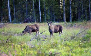 Pengarna som älgauktionen inbringade går oavkortat till Radiohjälpen. Foto: Lars-Henrik Andersson