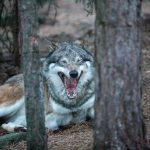 Om Högsta förvaltningsdomstolen väljer att begära ett förhandsavgörande i EU-domstolen, kan ett utslag dröja upp till flera år. Foto i hägn: Olle Olsson