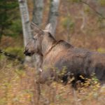 Det är bara älgkor som har hittats döda under sommaren och hösten i västra Dalsland. Foto: Jan Henricson