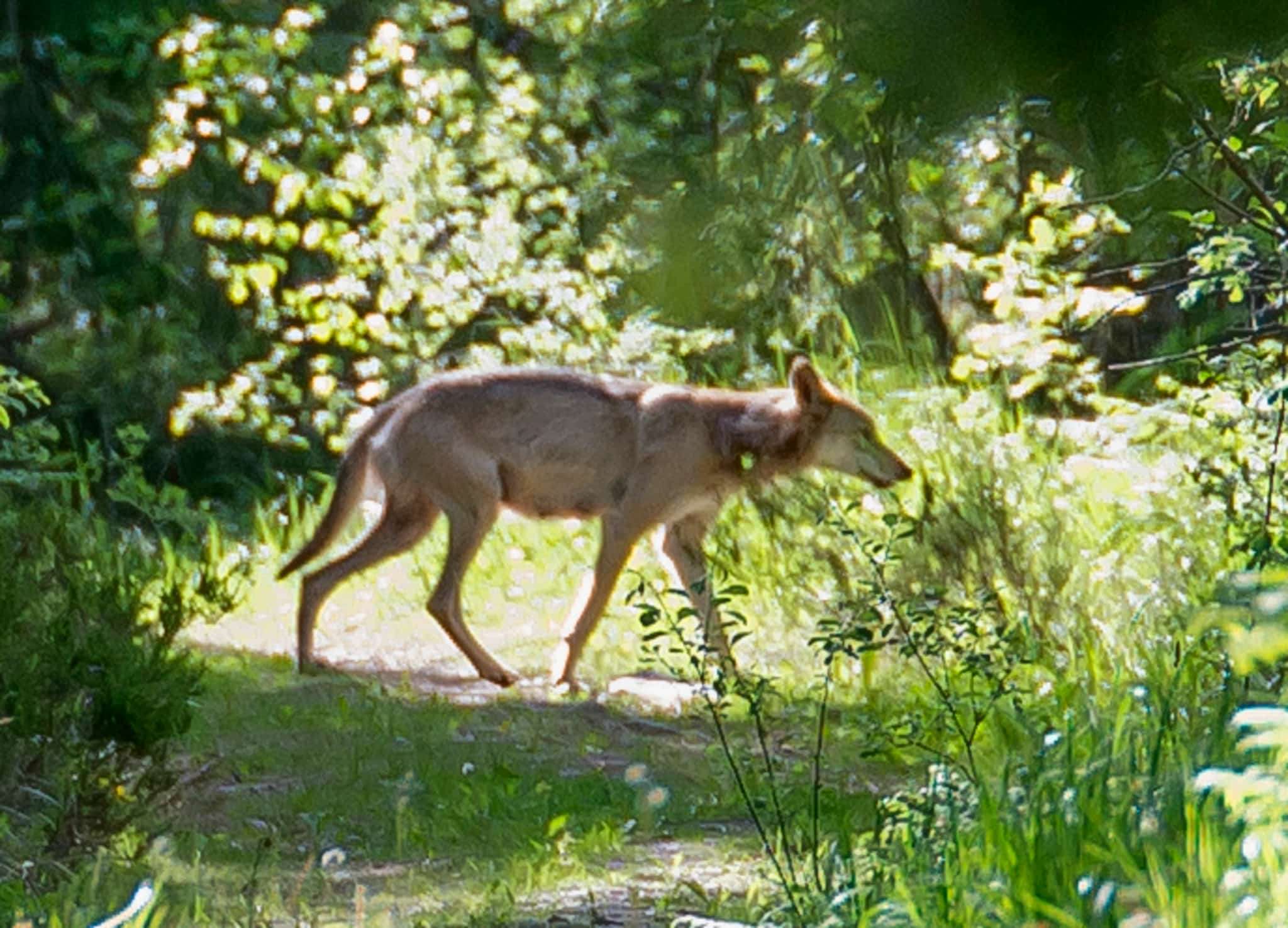 Sjundatiken fotograferad i början av sommaren. Nu står det klart var hon kom ifrån. Foto: Petter Rybäck