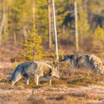 Tivedenvargarna har i genomsnitt spridit sig nästan dubbelt så långt jämfört med vargar födda i andra skandinaviska revir. Arkivbild: Kjell-Erik Moseid