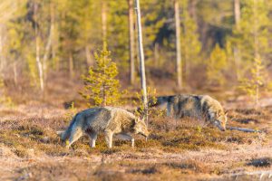 Tivedenvargarna har i genomsnitt spridit sig nästan dubbelt så långt jämfört med vargar födda i andra skandinaviska revir. Arkivbild: Kjell-Erik Moseid