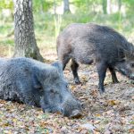 En ny fälla har godkänts för fångst av årsunge av vildsvin. Foto: Martin Källberg