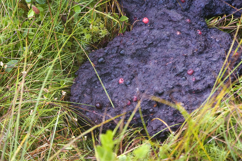 Björnspillningsinventeringen har gått över förväntan. Foto: Olle Olsson