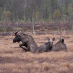 Xena och älgarna som fastnat i myren. Foto: Kjell Lennartsson