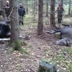 De två älgarna, en ko och en tjur, hade av olika anledningar dött på grund av att tjuren gått till angrepp mot kon. Foto: Ragnar Ekholm