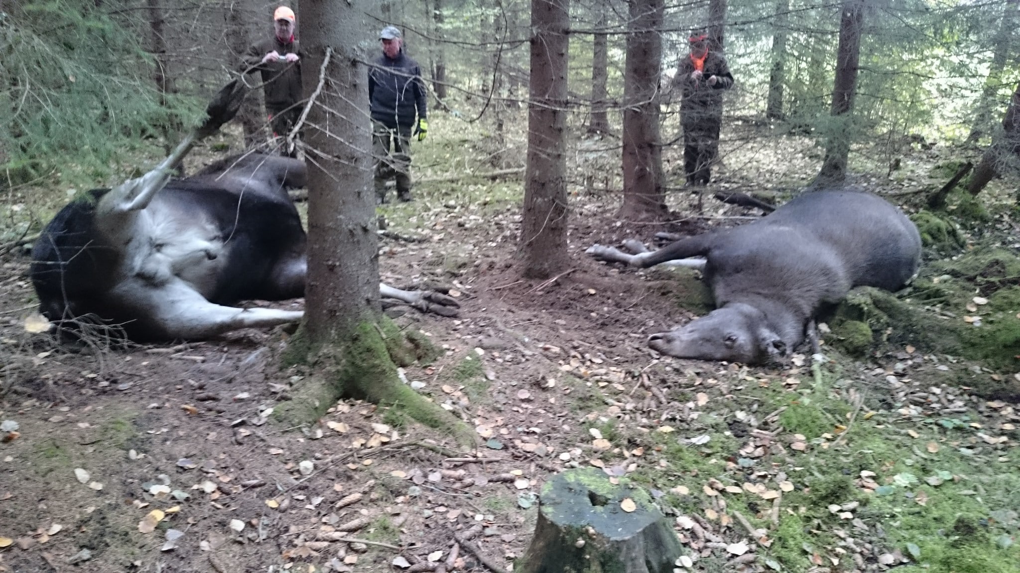 De två älgarna, en ko och en tjur, hade av olika anledningar dött på grund av att tjuren gått till angrepp mot kon. Foto: Ragnar Ekholm