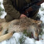 Den första vargen fälld i Värmland under förra årets jakt. Foto: Lennart Johannesson