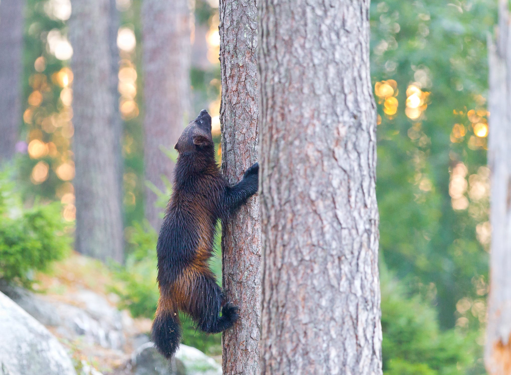 Järven som normalt betraktas höra hemma i fjällen observeras allt längre söderut i landet. Foto: Kjell-Erik Moseid